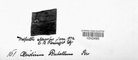 Puccinia phragmitis image